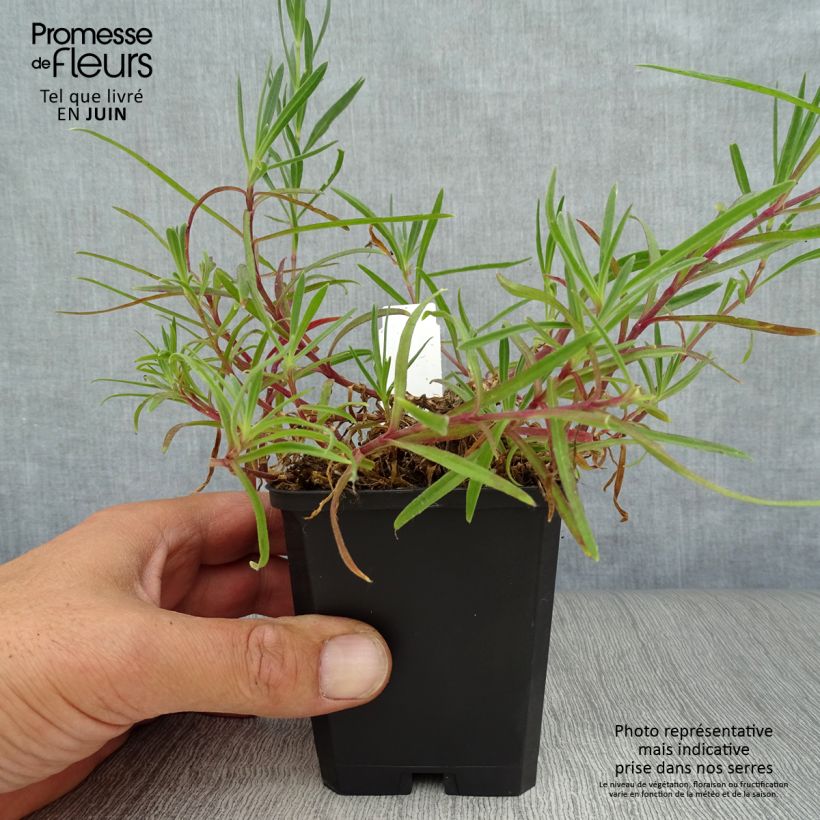Ejemplar de Gypsophila paniculata Flamingo Maceta de 8/9 cm entregado en verano
