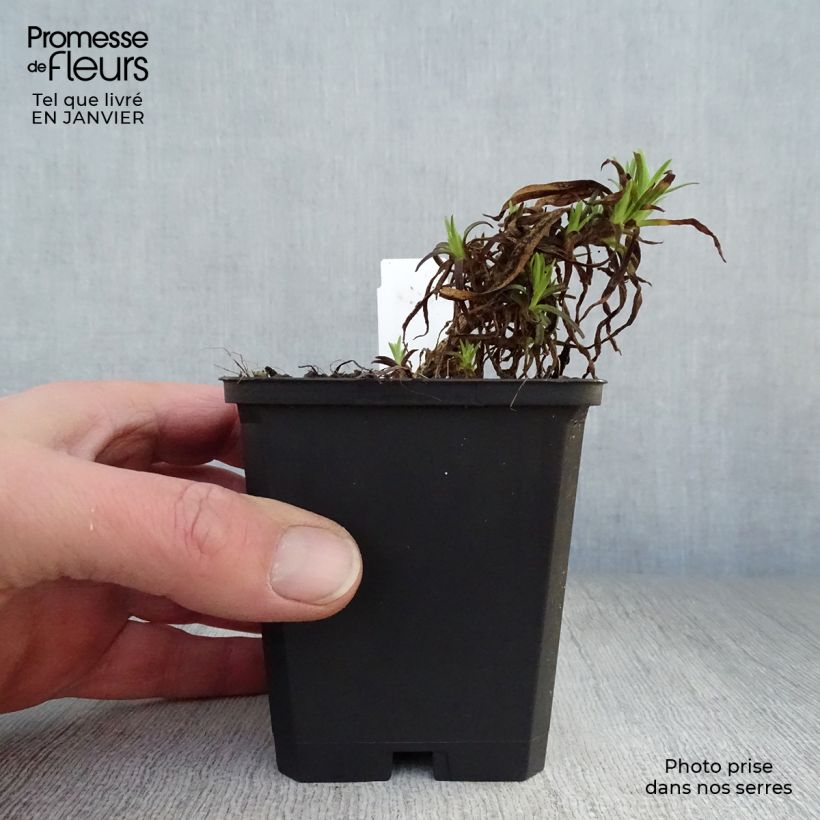 Gypsophila paniculata Flamingo Maceta de 8/9 cm Ejemplar entregado en invierno