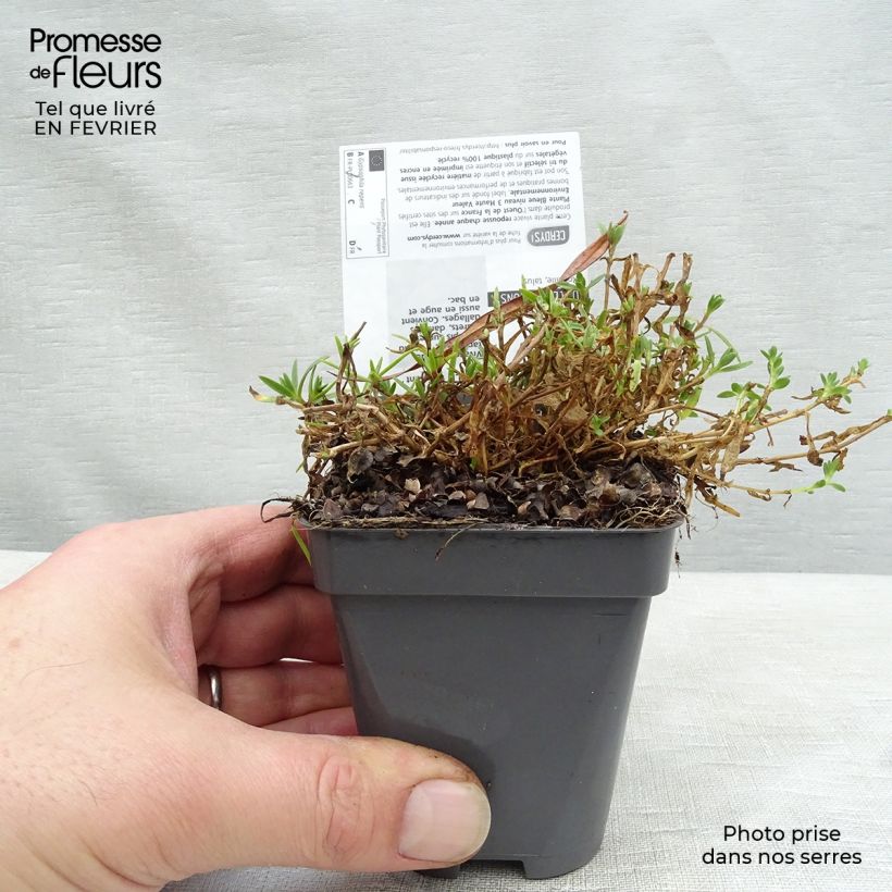 Gypsophila repens Rosa Schönheit - Aliento de bebé Maceta de 8/9 cm Ejemplar entregado en invierno