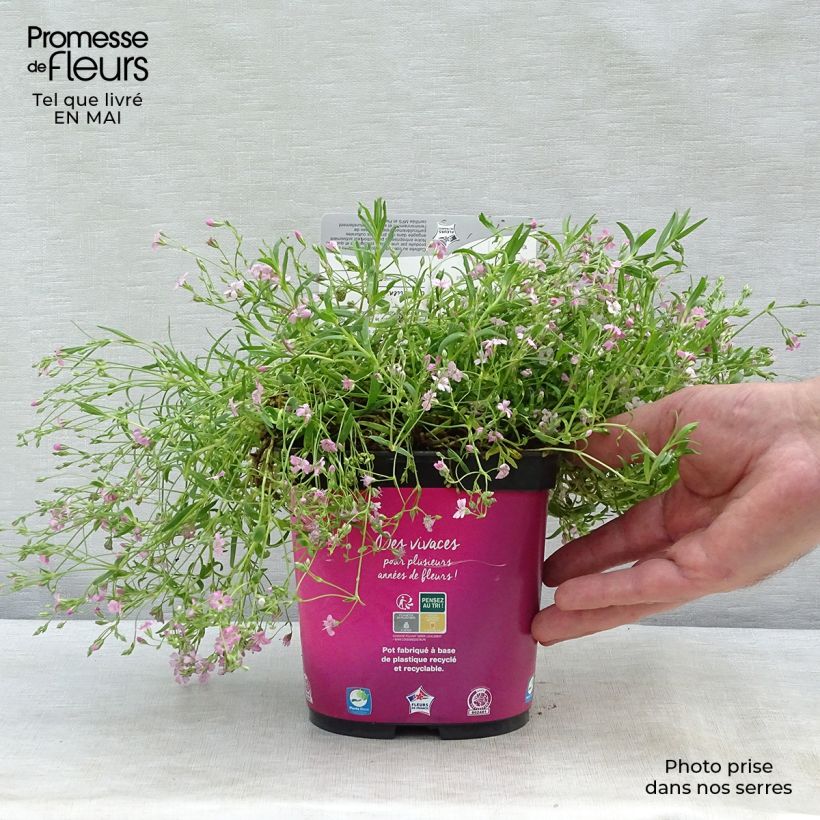 Gypsophila repens Rosa Schönheit - Aliento de bebé Maceta de 8/9 cm Ejemplar entregado en la primavera