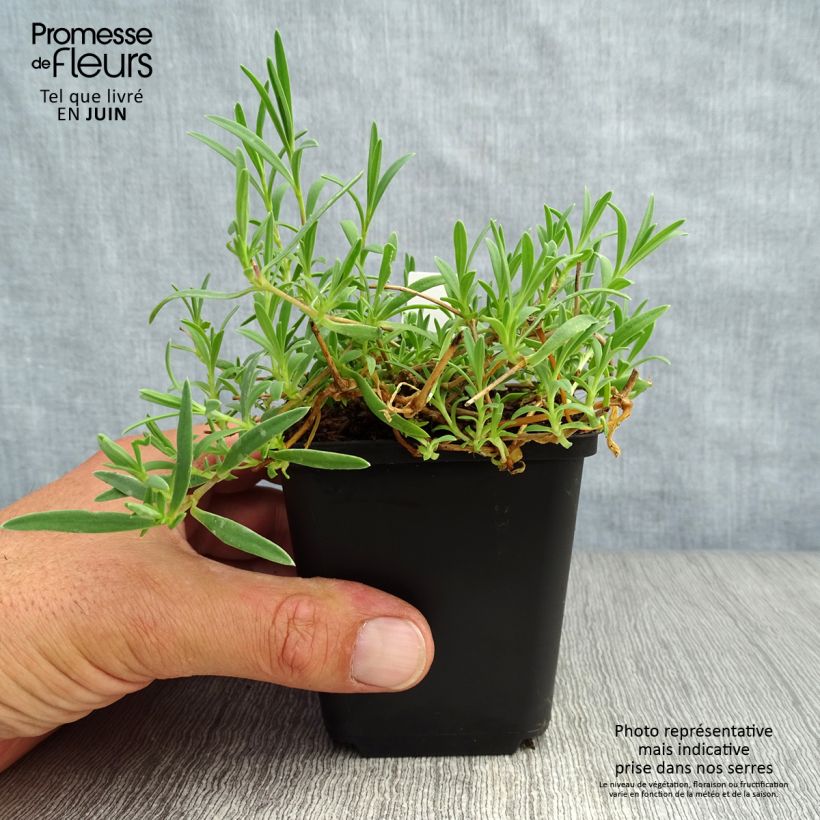 Ejemplar de Gypsophila repens Rosa Schönheit - Aliento de bebé Maceta de 8/9 cm entregado en verano