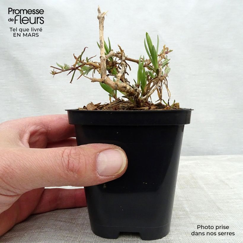 Gypsophila paniculata Festival Pink Maceta de 8/9 cm Ejemplar entregado en la primavera