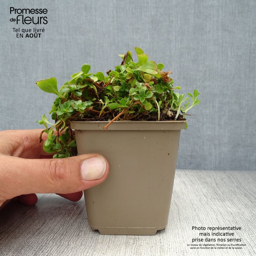 Ejemplar de Gypsophila cerastioides - Gipsófila Maceta de 8/9 cm entregado en verano