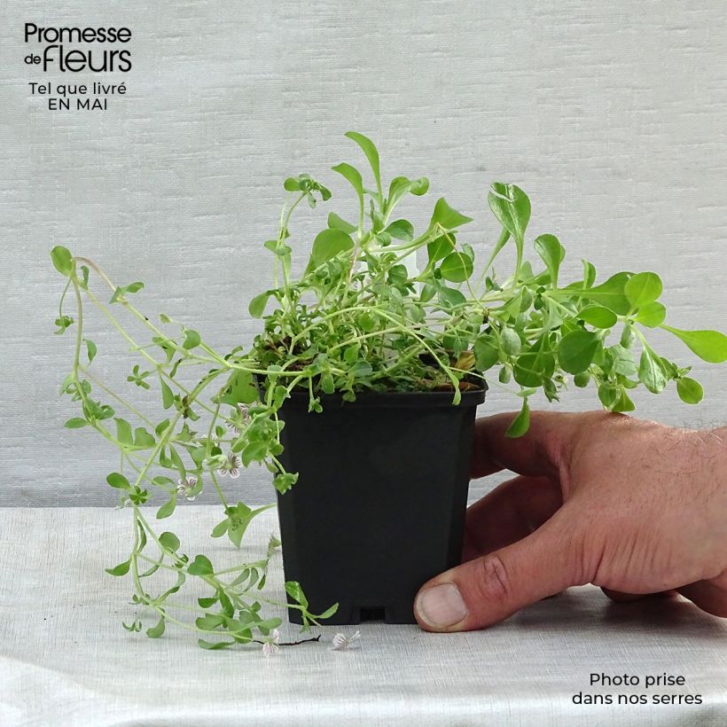 Gypsophila cerastioides - Gipsófila Maceta de 8/9 cm Ejemplar entregado en la primavera