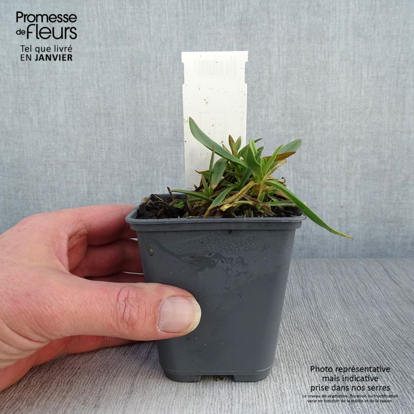 Gypsophila pacifica - Paniculata Maceta de 8/9 cm Ejemplar entregado en invierno