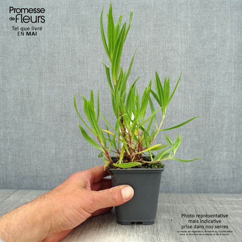 Gypsophila pacifica - Paniculata Maceta de 8/9 cm Ejemplar entregado en la primavera