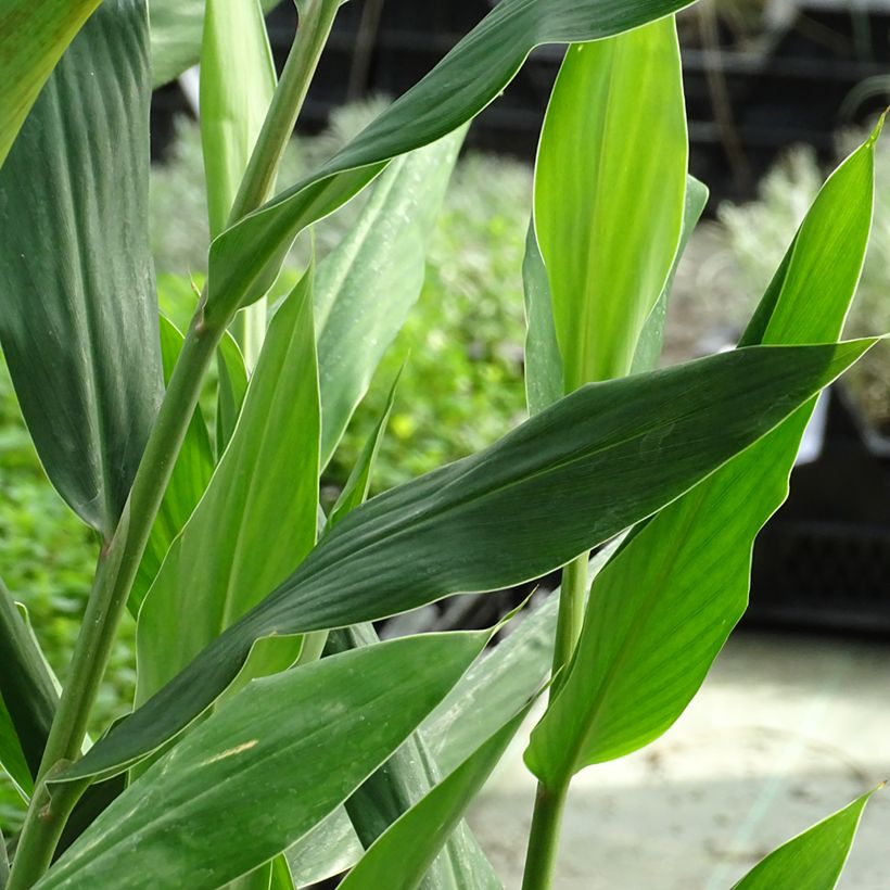 Hedychium coccineum Tara (Follaje)