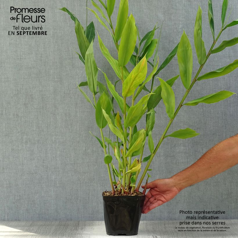 Ejemplar de Hedychium Dixter Maceta 3L/4L entregado en otoño