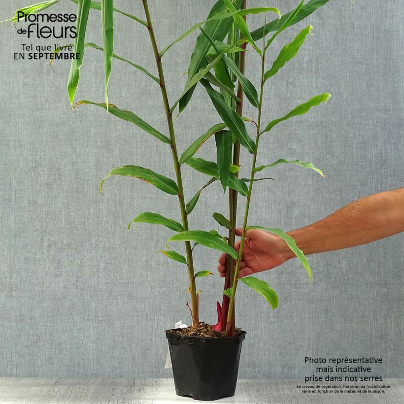Ejemplar de Hedychium coronarium Elizabeth Maceta 3L/4L entregado en otoño