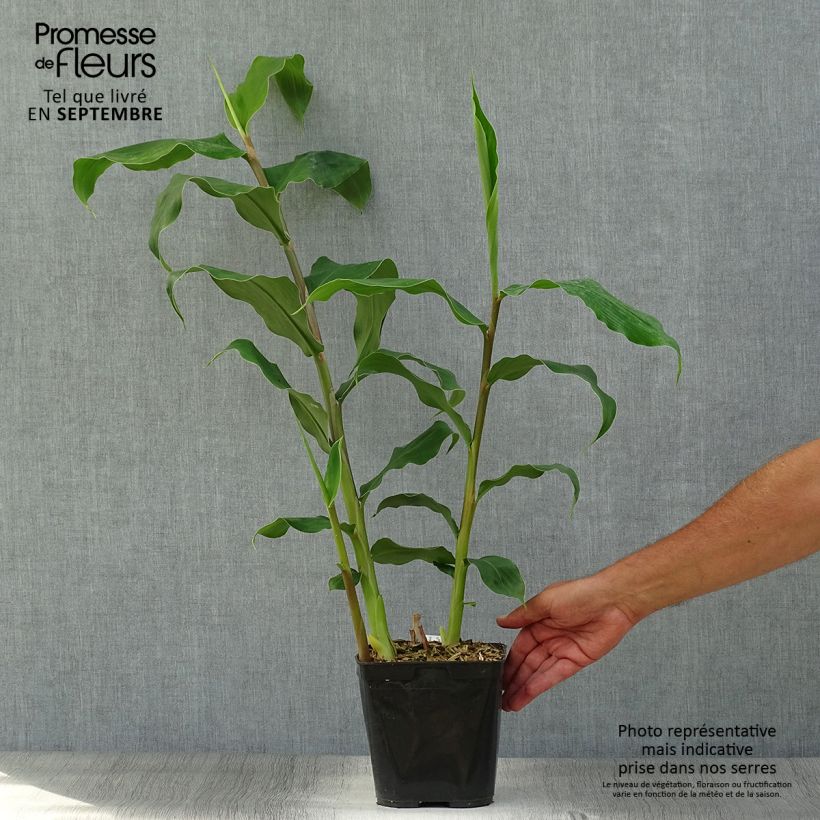 Ejemplar de Jengibre blanco - Hedychium gardnerianum Maceta 2L/3L entregado en otoño