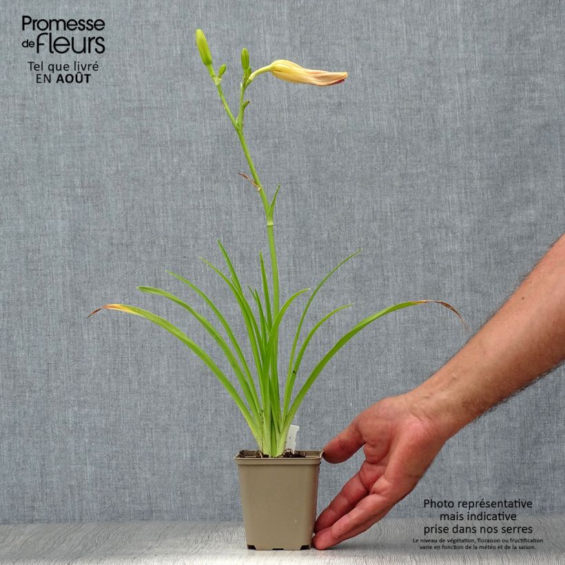 Ejemplar de Hemerocallis Final Touch Maceta de 8/9 cm entregado en verano