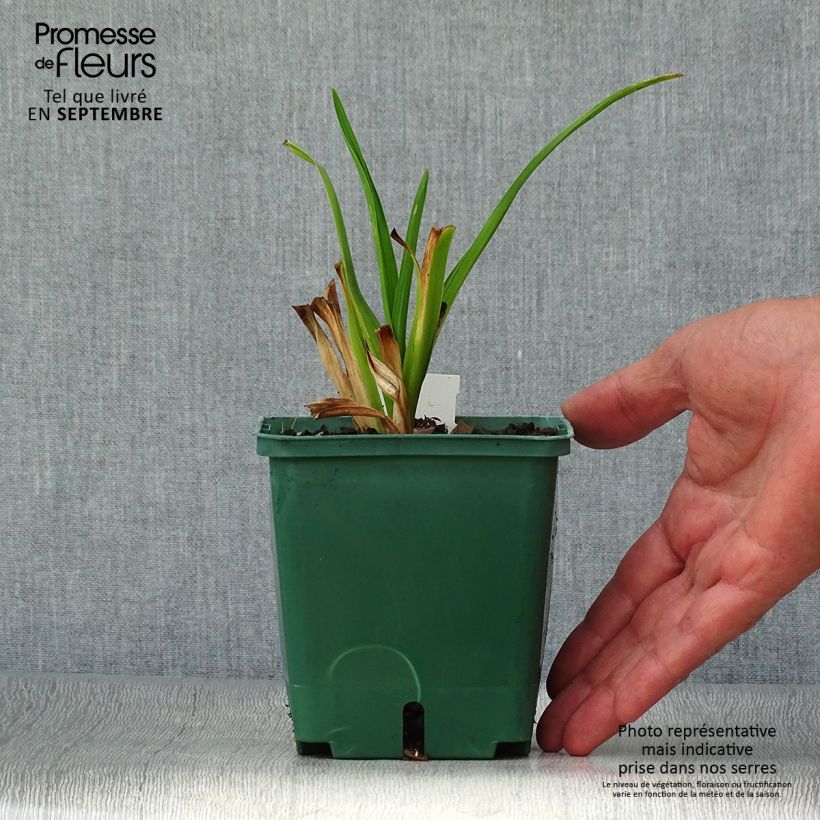 Ejemplar de Hemerocallis Janice Brown Maceta 1L/1,5L entregado en otoño