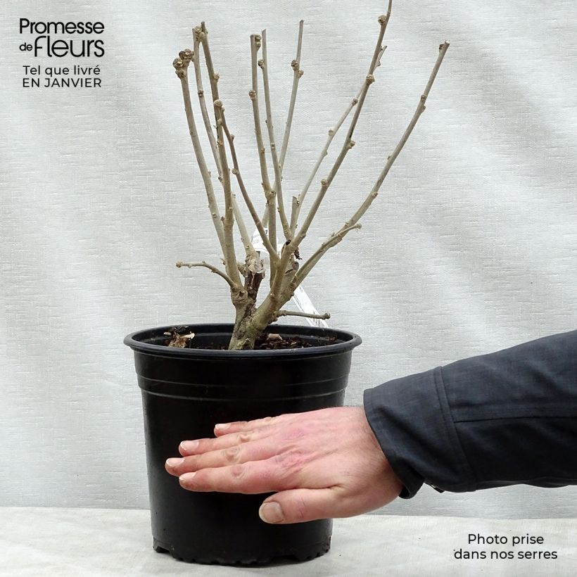 Hibiscus syriacus Russian Violet - Altea Maceta 3L/4L Ejemplar entregado en invierno