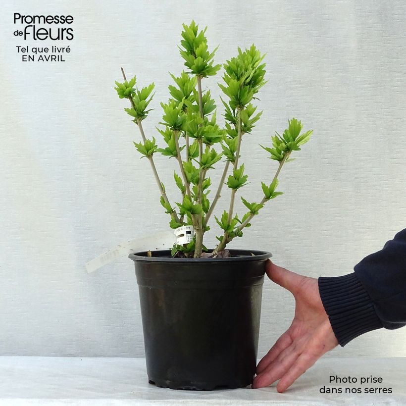 Hibiscus syriacus Russian Violet - Altea Maceta 3L/4L Ejemplar entregado en la primavera