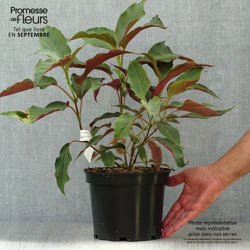 Ejemplar de Hortensia aspera Rosemary Foster - Hydrangea Maceta 4L/5L entregado en otoño