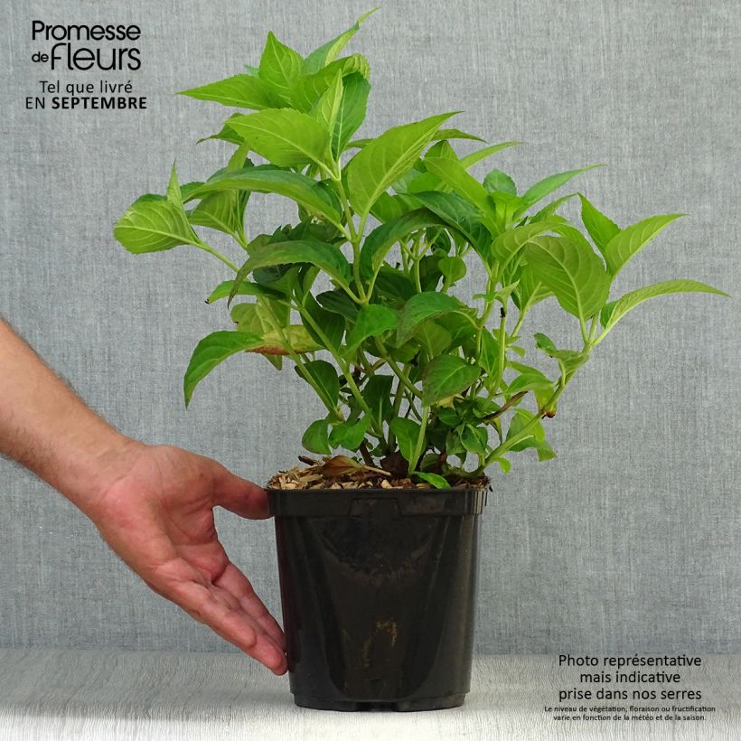 Ejemplar de Hortensia serrata Impératrice Eugénie - Hydrangea Maceta 2L/3L entregado en otoño
