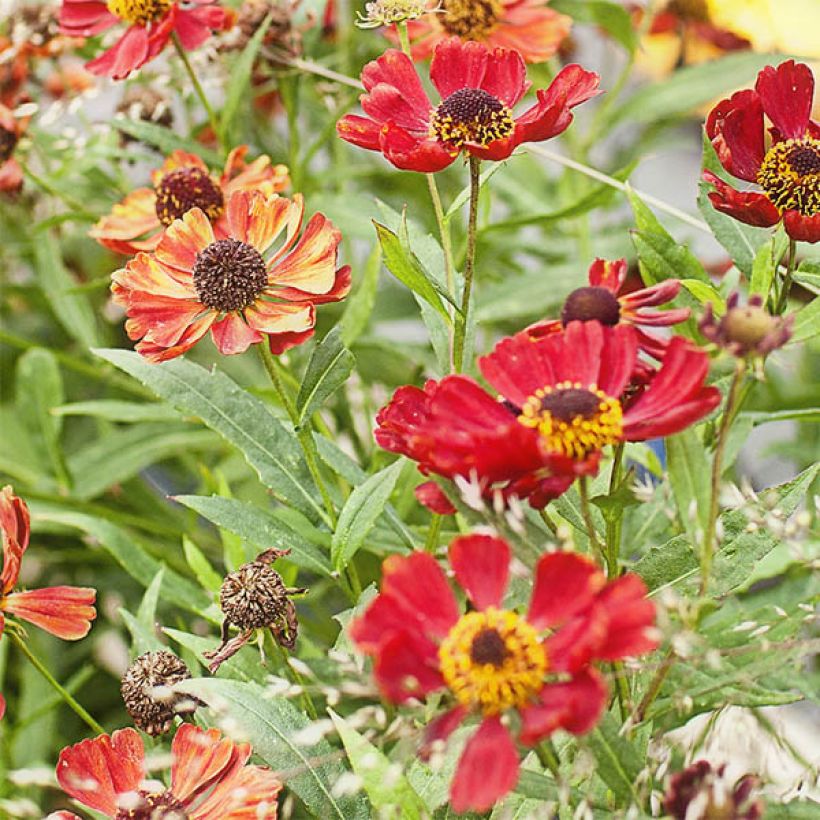 Helenium Rubinzwerg (Floración)
