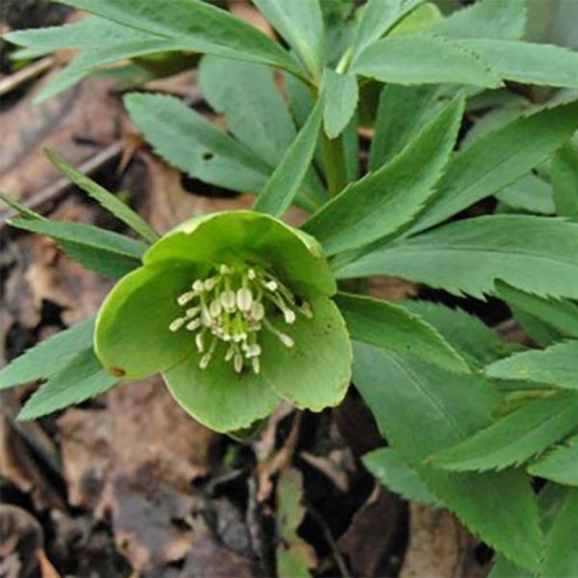 Eléboro dumetorum (Floración)