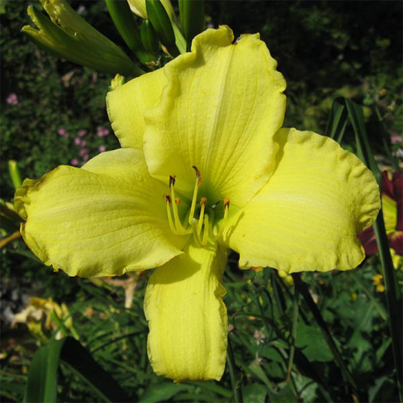 Hemerocallis Alice in Wonderland (Floración)