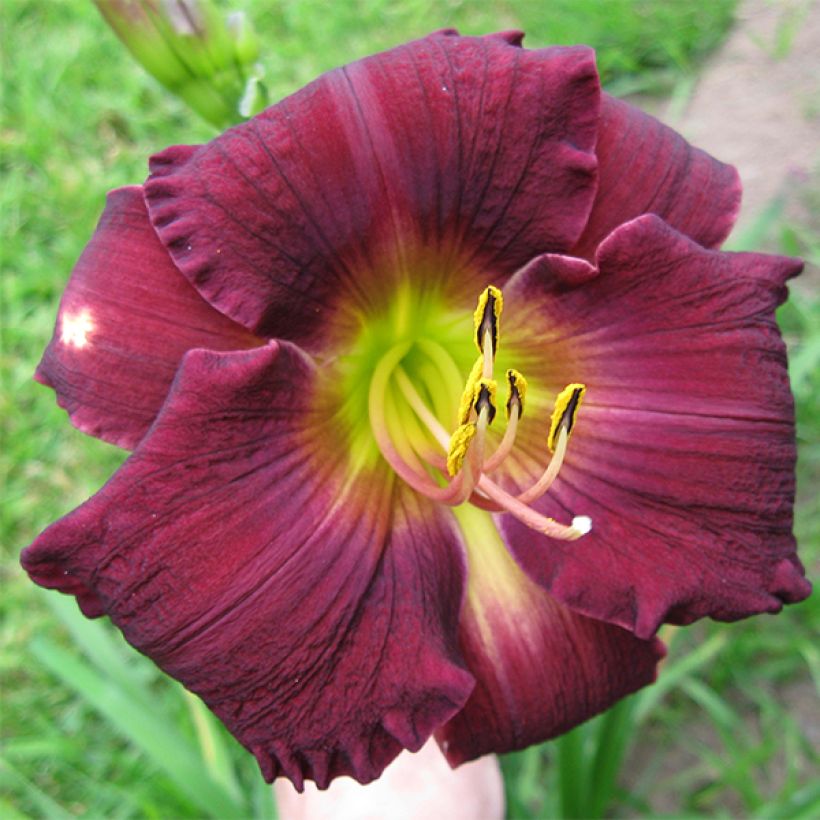 Hemerocallis Bela Lugosi (Floración)