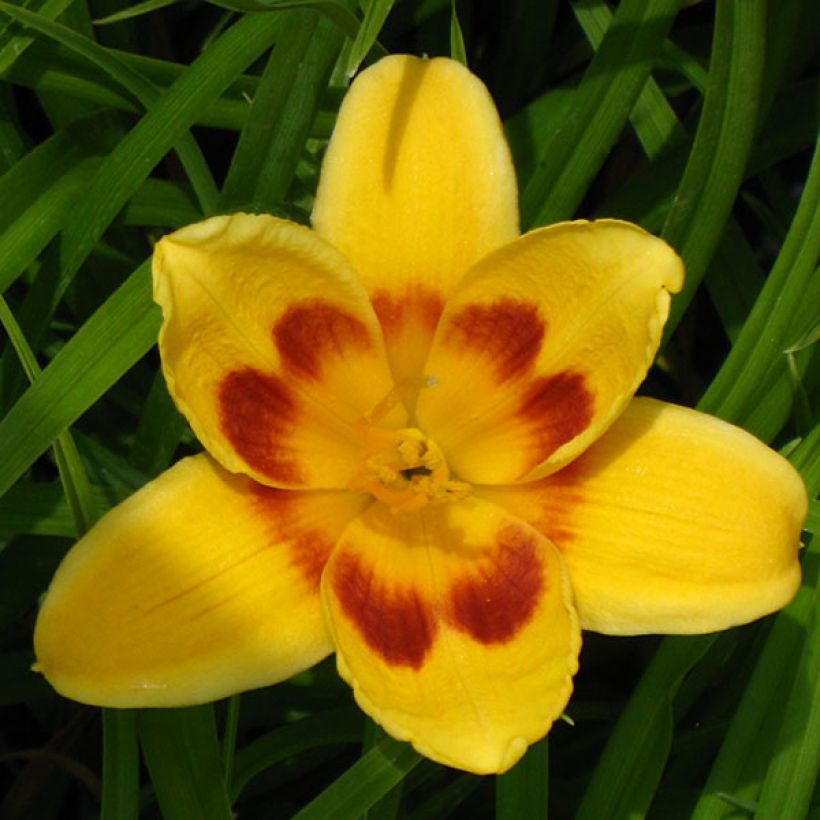 Hemerocallis Black Eyed Susan (Floración)
