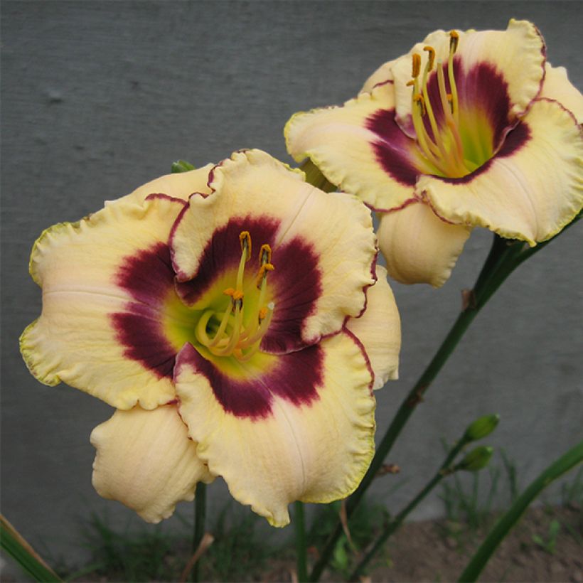 Hemerocallis Canadian Border Patrol (Floración)