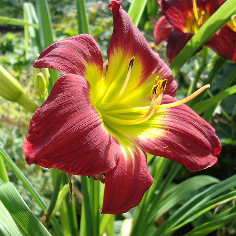 Hemerocallis Christmas Is (Floración)