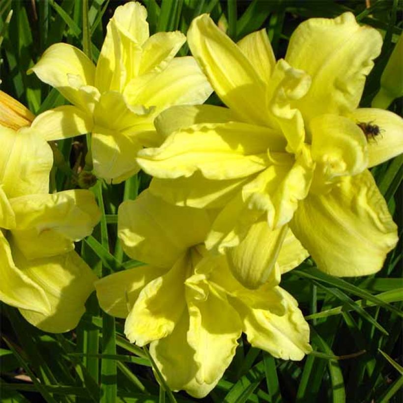 Hemerocallis Double River Wye (Floración)