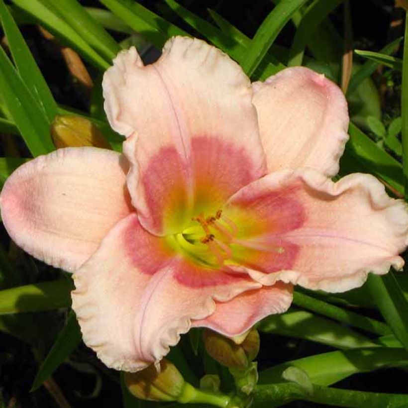 Hemerocallis Janice Brown (Floración)