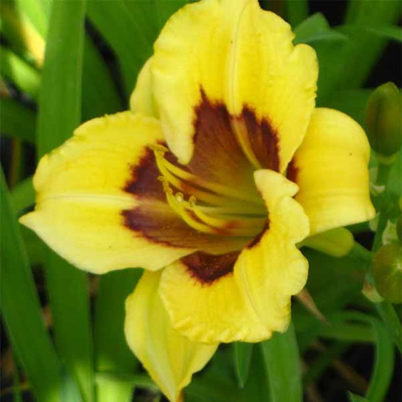 Hemerocallis Jason Salter (Floración)
