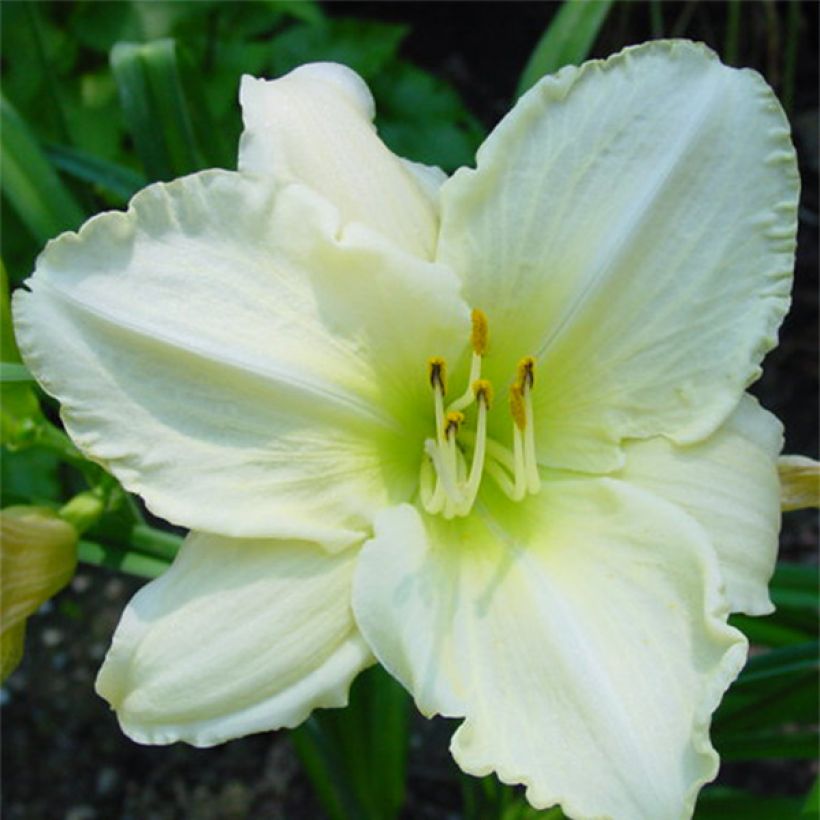 Hemerocallis Lime Frost (Floración)