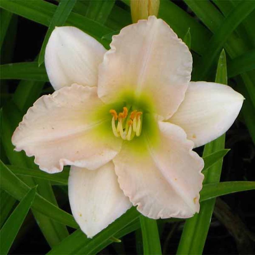 Hemerocallis Lullaby Baby (Floración)