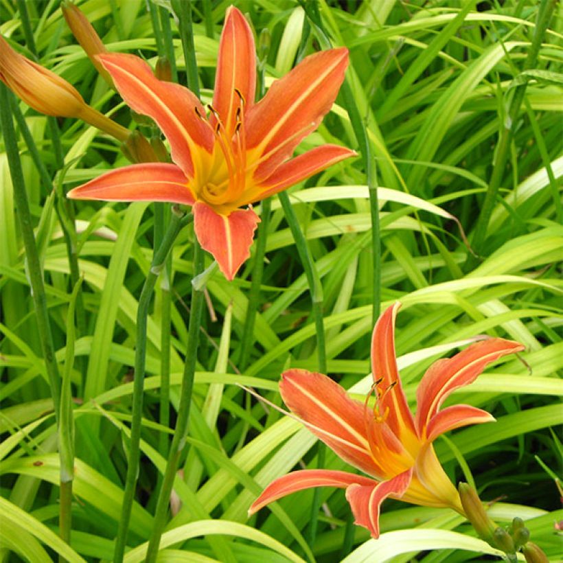Hemerocallis Margaret Perry (Floración)