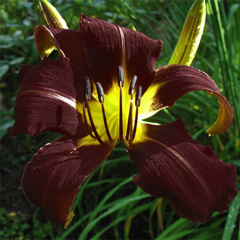 Hemerocallis Midnight Magic (Floración)
