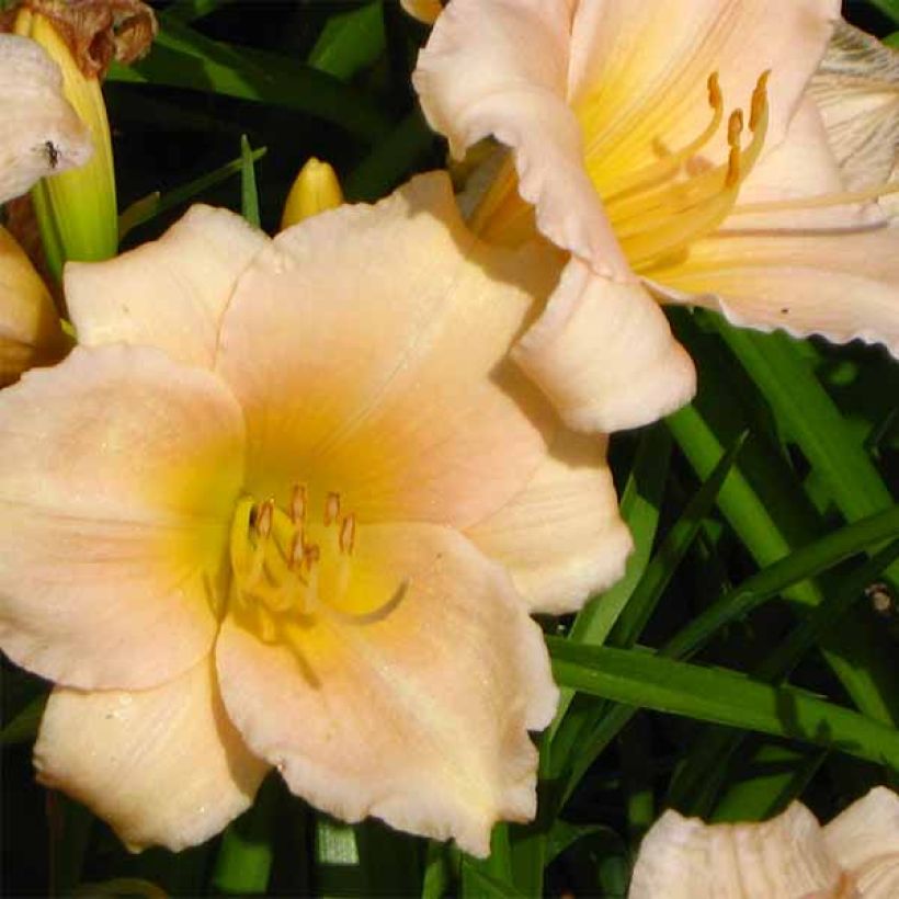 Hemerocallis Mini Pearl (Floración)