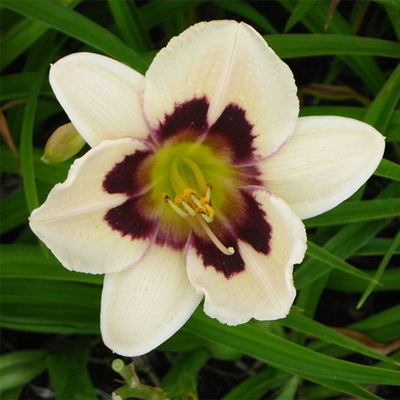 Hemerocallis Moonlight Masquerade (Floración)
