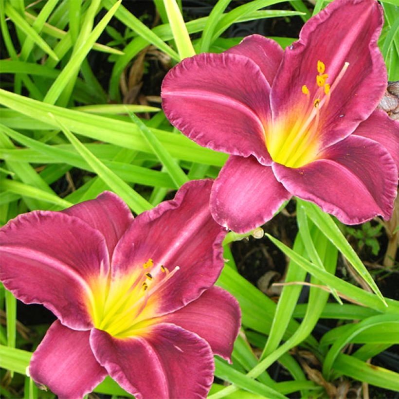 Hemerocallis Olive Bailey Langdon (Floración)