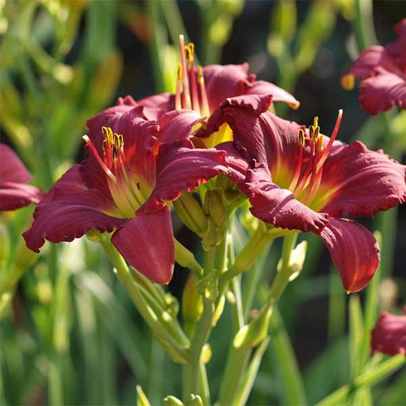 Hemerocallis Pardon Me (Floración)