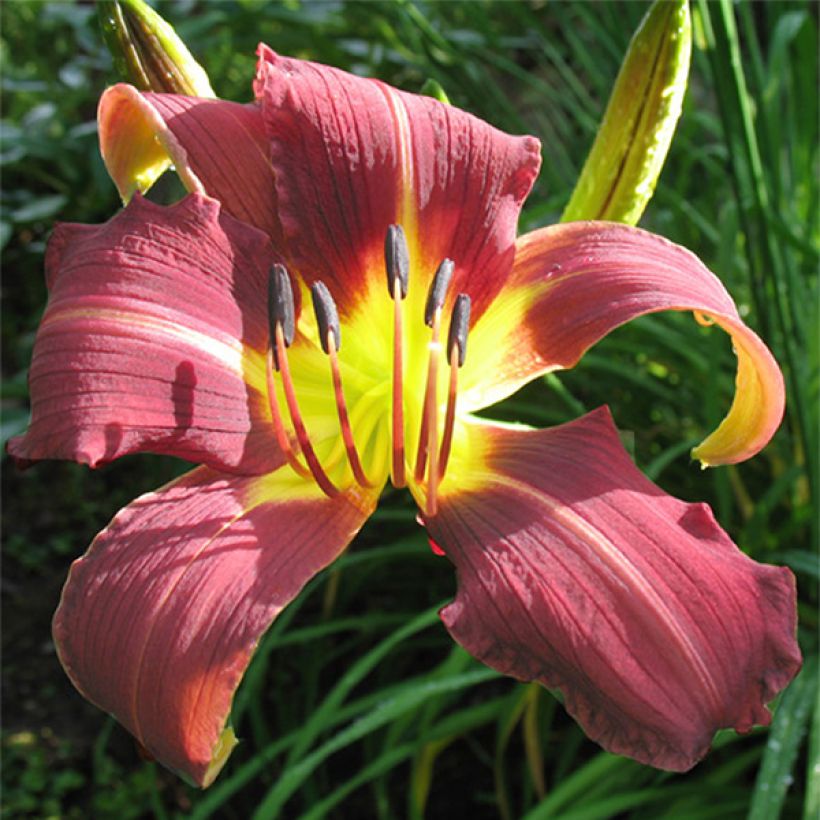 Hemerocallis Purple Magic (Floración)