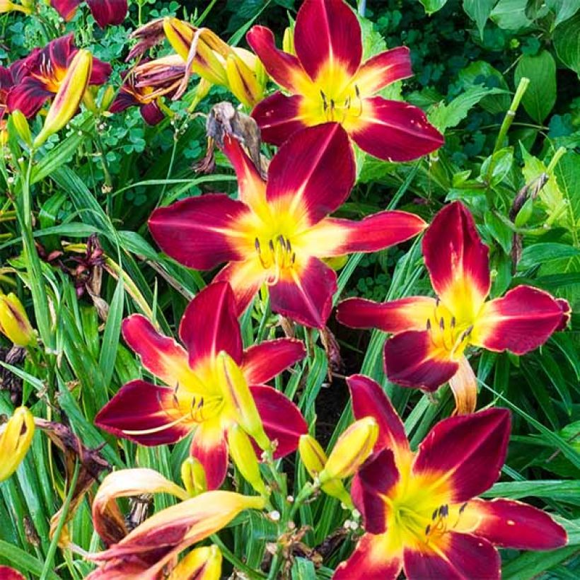 Hemerocallis Ruby Spider (Floración)