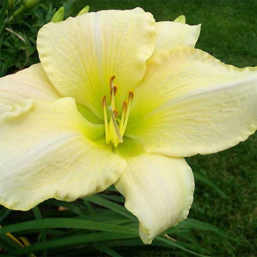 Hemerocallis Snowy Apparition (Floración)