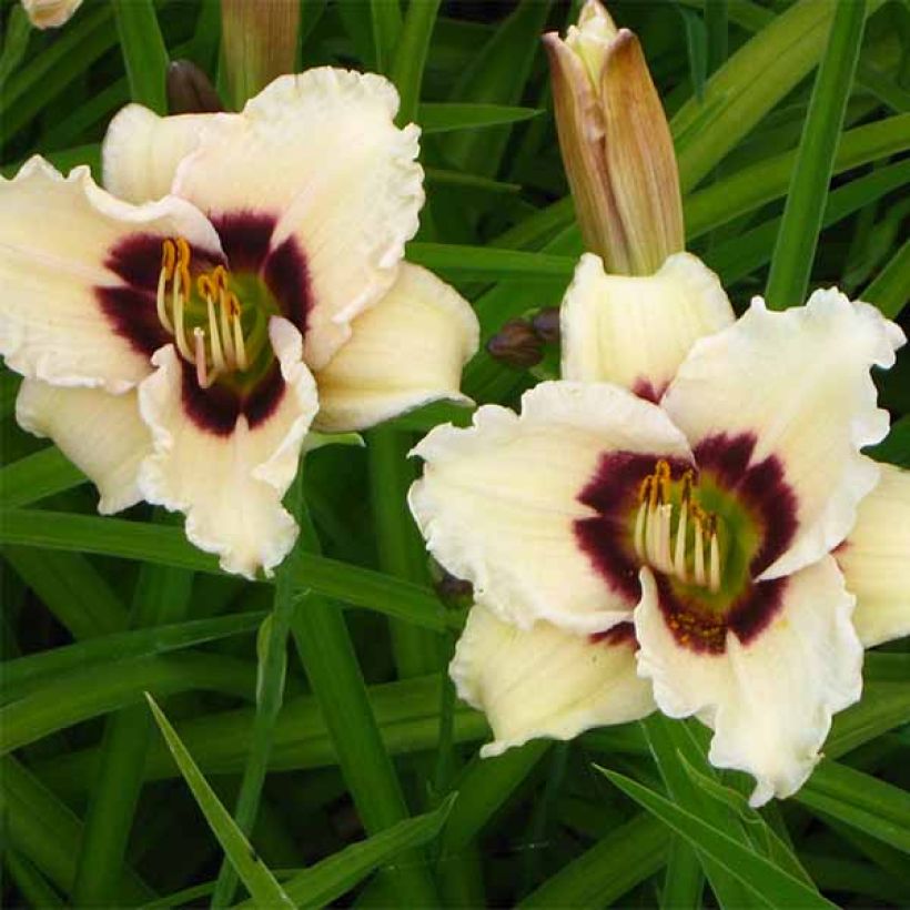 Hemerocallis Snowy Eyes (Floración)