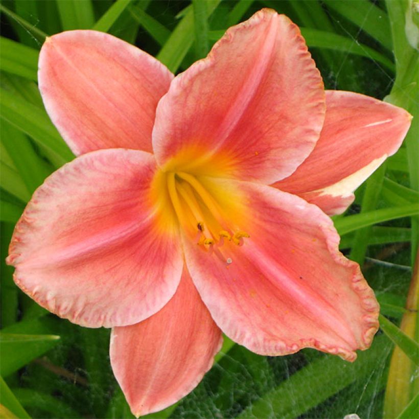 Hemerocallis South Seas (Floración)