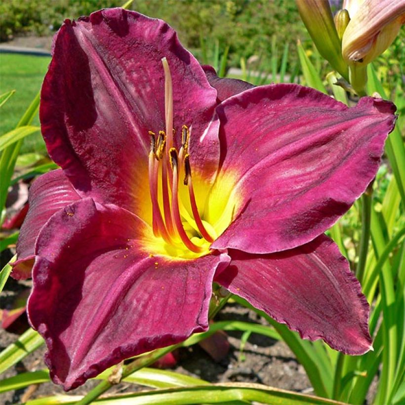 Hemerocallis Strutter s Ball (Floración)