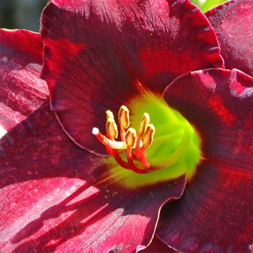 Hemerocallis Vintage Bordeaux (Floración)