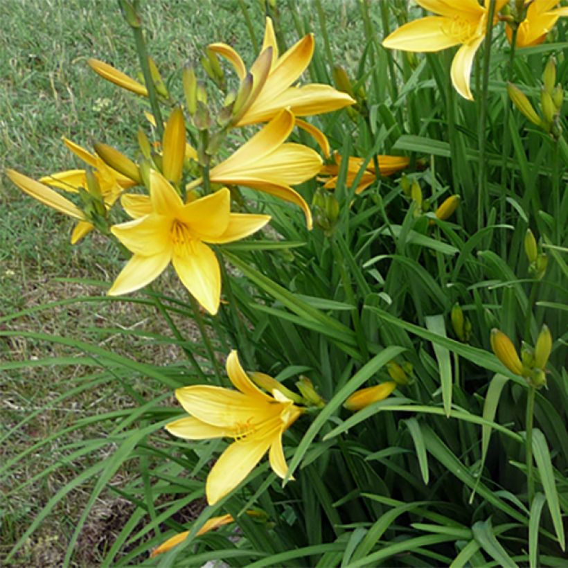 Hemerocallis citrina (Floración)