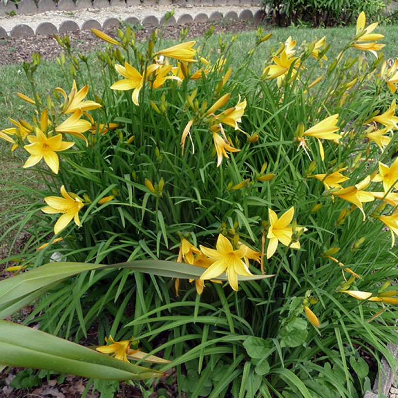 Hemerocallis citrina (Porte)