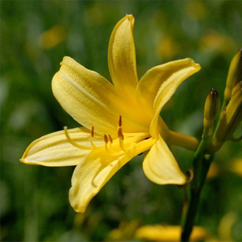 Hemerocallis lilioasphodelus (Floración)