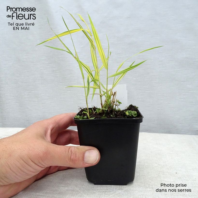 Hakonechloa macra Aureola Maceta de 7/8 cm Ejemplar entregado en la primavera