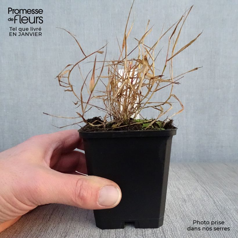 Hakonechloa macra Beni-Kaze Maceta de 8/9 cm Ejemplar entregado en invierno